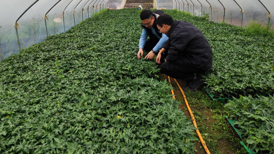 木瓜種植季——蛋白酶源頭守護(hù)品質(zhì)，鑄就酶好未來