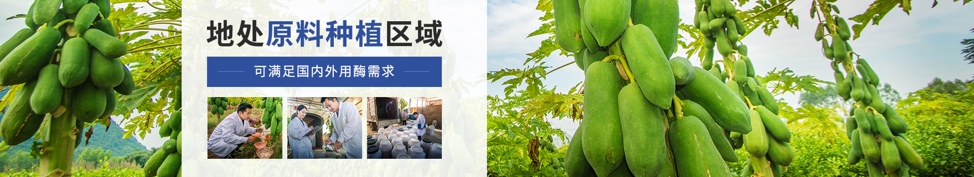 東恒華道木瓜蛋白酶：地處原料種植區(qū)域，可滿足國內(nèi)外用酶需求