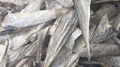 魚皮膠原蛋白寡肽如何酶解制取及應用領域都有哪些？